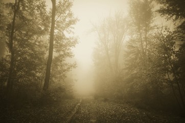 Fototapeta na wymiar road through autumn forest on rainy day with trees in fog
