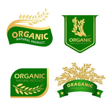 Green And Gold Paddy Rice Organic Natural Product Banner Vector Design