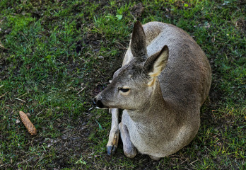 Deer Lying On A Green Grass In Forest