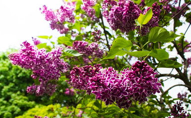 Fototapeta na wymiar Amazing natural view of bright lilac flowers in garden at sunny spring day with green leaves as a background.