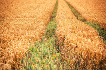 Wheat field at sunset 