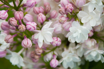 Obraz premium Amazing natural view of bright lilac flowers in garden at sunny spring day with green leaves as a background.
