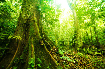 Fantastic tropical forest
