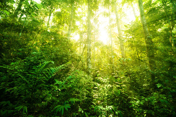 Fototapeta na wymiar Fantastic tropical jungle