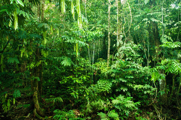 Fototapeta na wymiar Incredible tropical dense forest