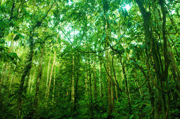 Fototapeta na wymiar Incredible tropical green forest