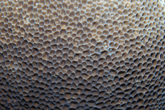 Close up of stony coral