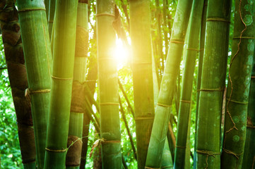 Asian bamboo forest and sunlight