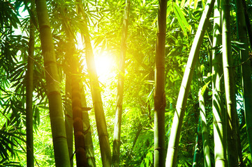 Naklejka premium Bambusowy las i słońce