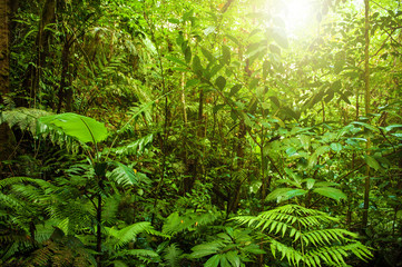 Tropical forest landscape