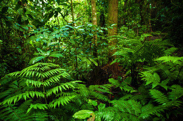 Tropical rainforest landscape