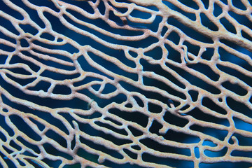 Naklejka premium Close up of fan coral