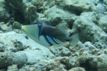 Fototapeta na wymiar White-banded triggerfish