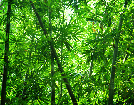 Fototapeta Asian bamboo forest view