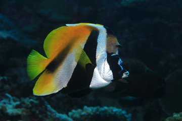 Fototapeta na wymiar Masked bannerfish