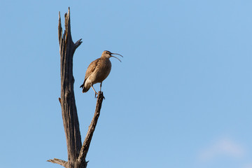 Whimbrel bird sitting on the old dry tree