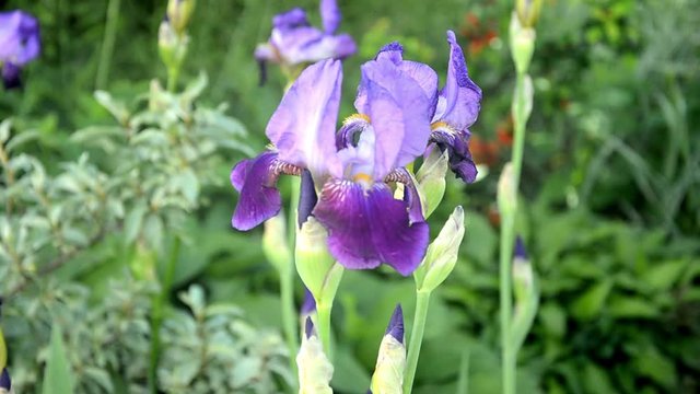 Purple irises swinging in the wind