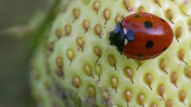 Springtime. Macro shot of a lady beetle sitting on a strawberry.