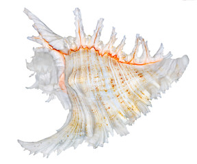 Seashell isolated on white