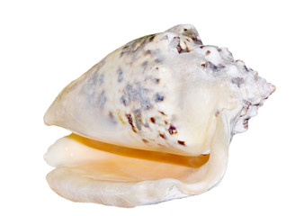  Seashell isolated on white.  Strombus lentiginosus