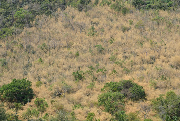 Dry tree mountain