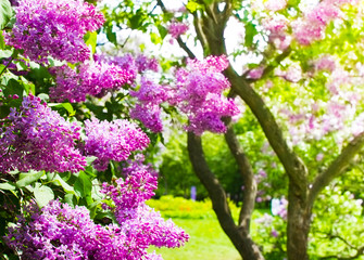 Obraz premium Amazing natural view of bright lilac flowers in garden at sunny spring day with green leaves as a background.