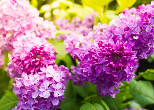 Amazing natural view of bright lilac flowers in garden at sunny spring day with green leaves as a background. © natapro