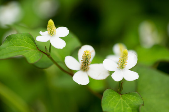 どくだみ Images Browse 394 Stock Photos Vectors And Video Adobe Stock