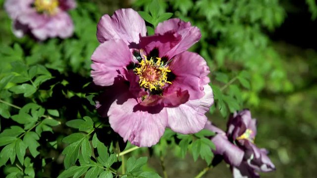 Tree-like peony of pink color in the botanical garden 