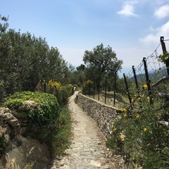 sentiero riviera ligure