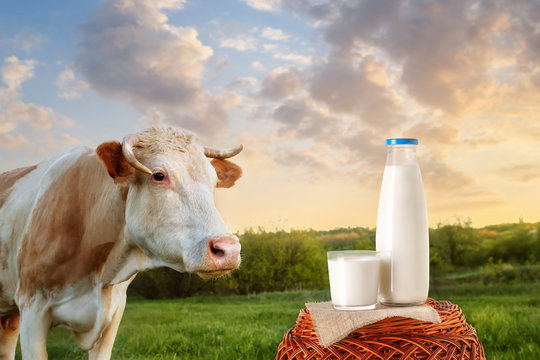 milk in bottle and glass with cow
