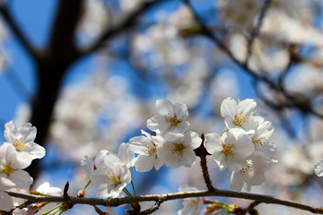 Cherry blossoms