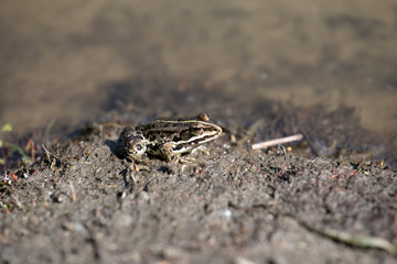 Frog in the river
