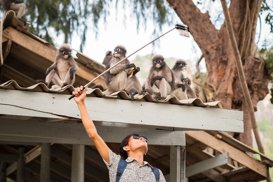 Selfie with monkeys. Young Asian man uses a smartphone fixed on a selfie stick to take a photo with cute funny dusky leaf monkeys that sit on the roof. Travel selfie with wildlife in Thailand
