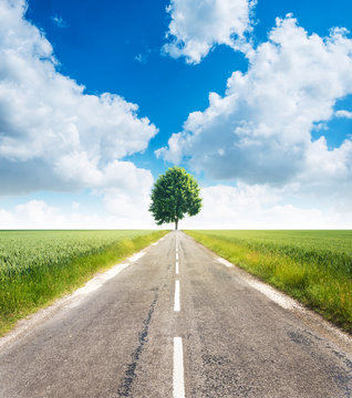campagne route arbre chemin environnement perspective goudron champ blé horizon nature ciel bleu