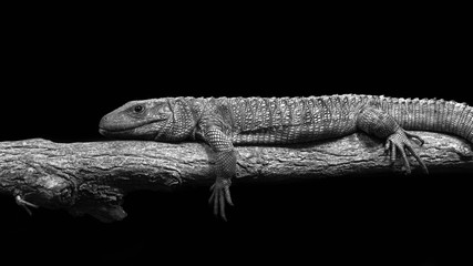 Leguan Leipzig