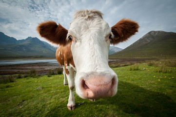 Schottland Kuh
