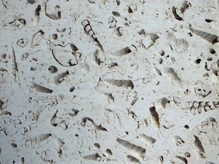 white fossil limestone slab used in construction paths and interiors