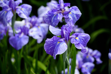 Obraz premium 菖蒲 