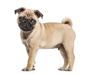 Side view of a pug puppy standing, isolated on white