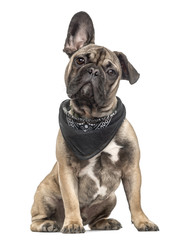 Puppy french bulldog with a scarf, isolated on white