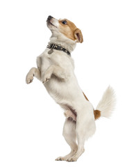 Jack Russell Terrier on hind legs, isolated on white