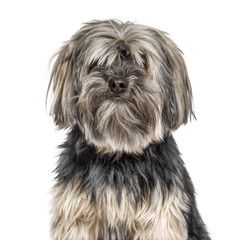 Close-up of a yorkshire Terrier, isolated on white