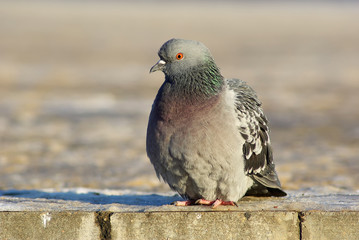 Urban pigeon. Dove sits on the sidewalk. Selective focus.
