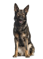 German Shepherd Dog sitting, isolated on white