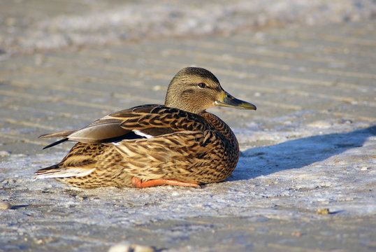 Female mallard duck sits on the sidewalk. Selective focus.