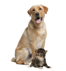 Labrador panting and kitten, isolated on white