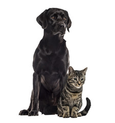 Labrador and european cat sitting, isolated on white