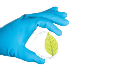 Fototapeta premium scientist hand in blue glove holding green leaf , biotechnology concept isolated on white background