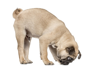 Pug puppy sniffing the ground, isolated on white